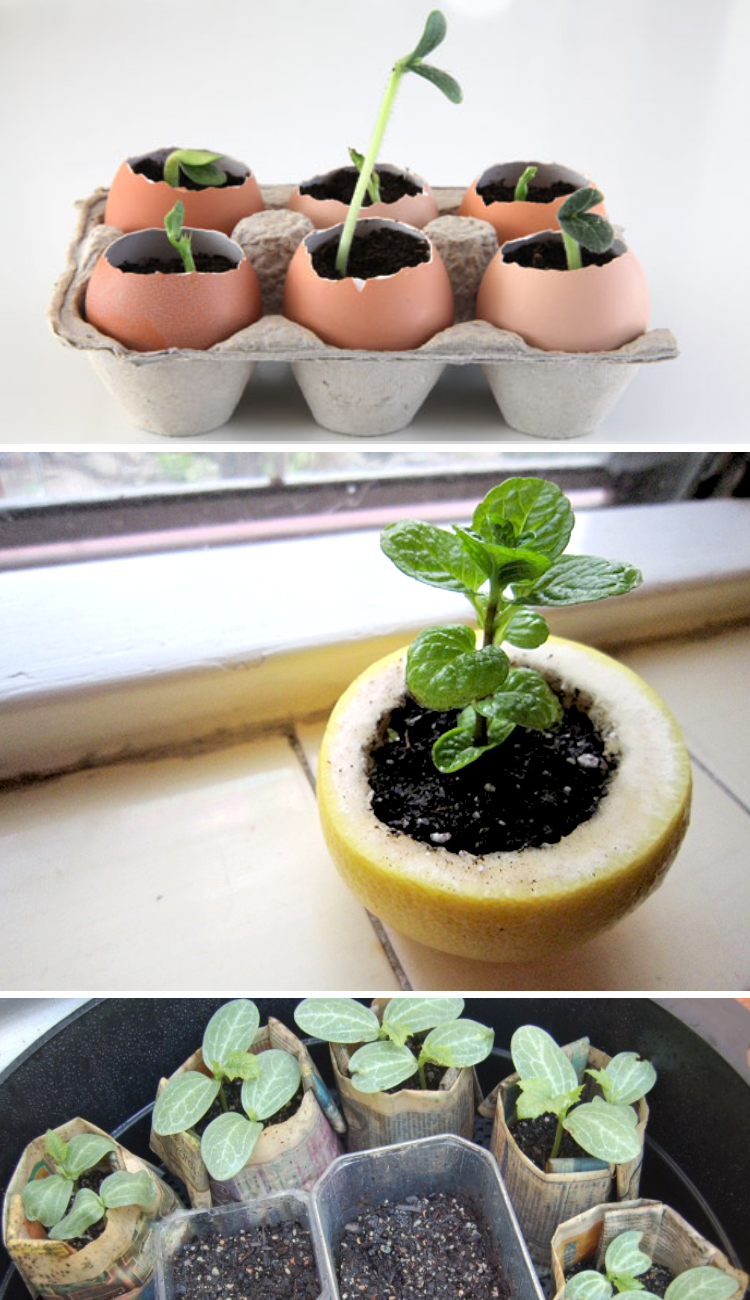 how to start seedling plants for your garden inside eggshells and newspaper