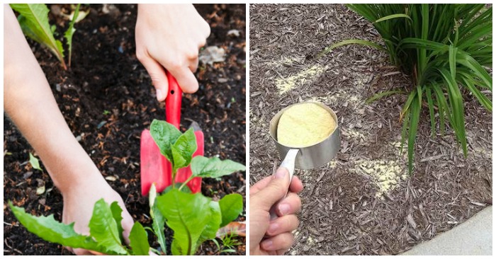 How To Kill Weeds In Your Garden: 14 Tips