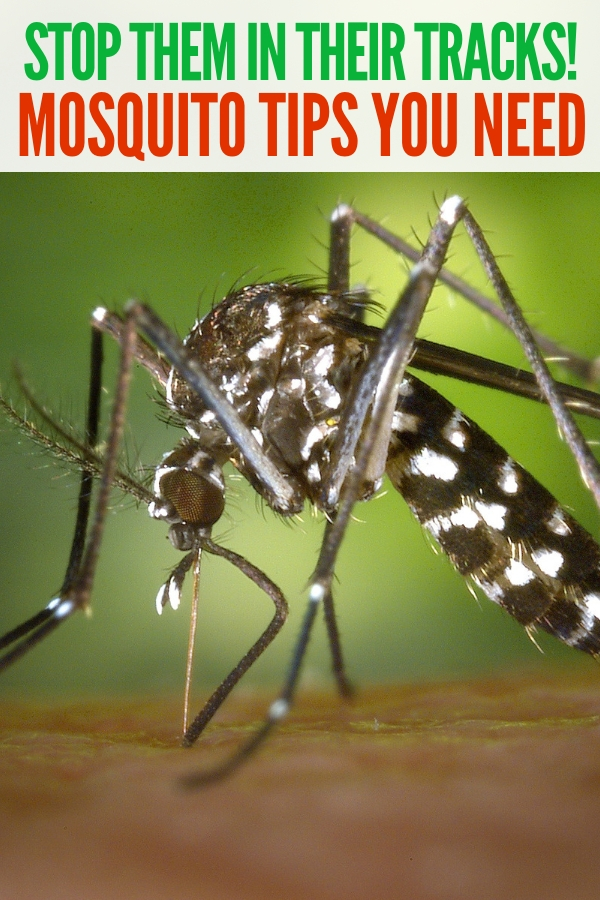 These super simple mosquito tips may be just what you need to keep the mosquitos far far away this year! If you can stop them biting, that's the best! #mosquitotips #bugbites #remediesforbugbites #onecrazyhouse