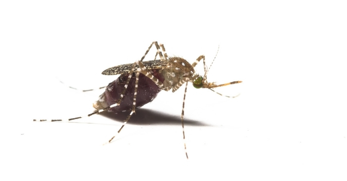 12 Mosquito Tips To Keep Them Far, Far Away