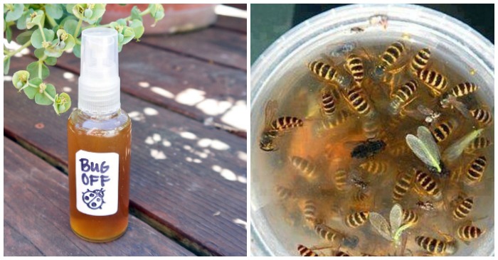 15 Natural Pest Control Ideas That Really Work