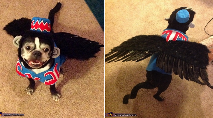 diy pet costume for halloween