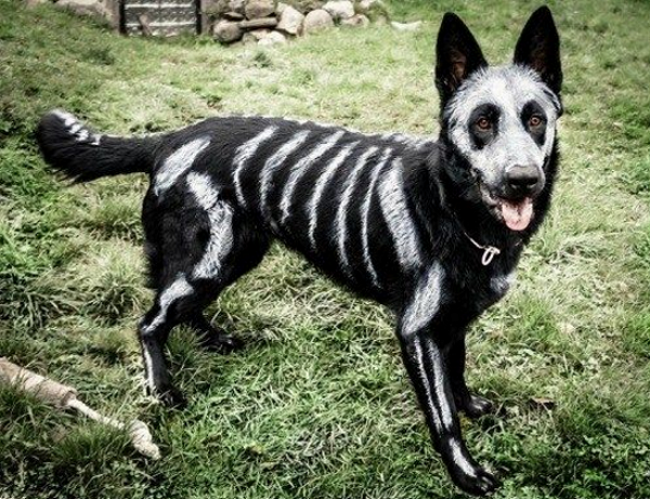 dog skeleton paint