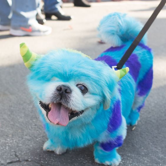 17 Hilarious Pet Costume Ideas for a Silly Halloween