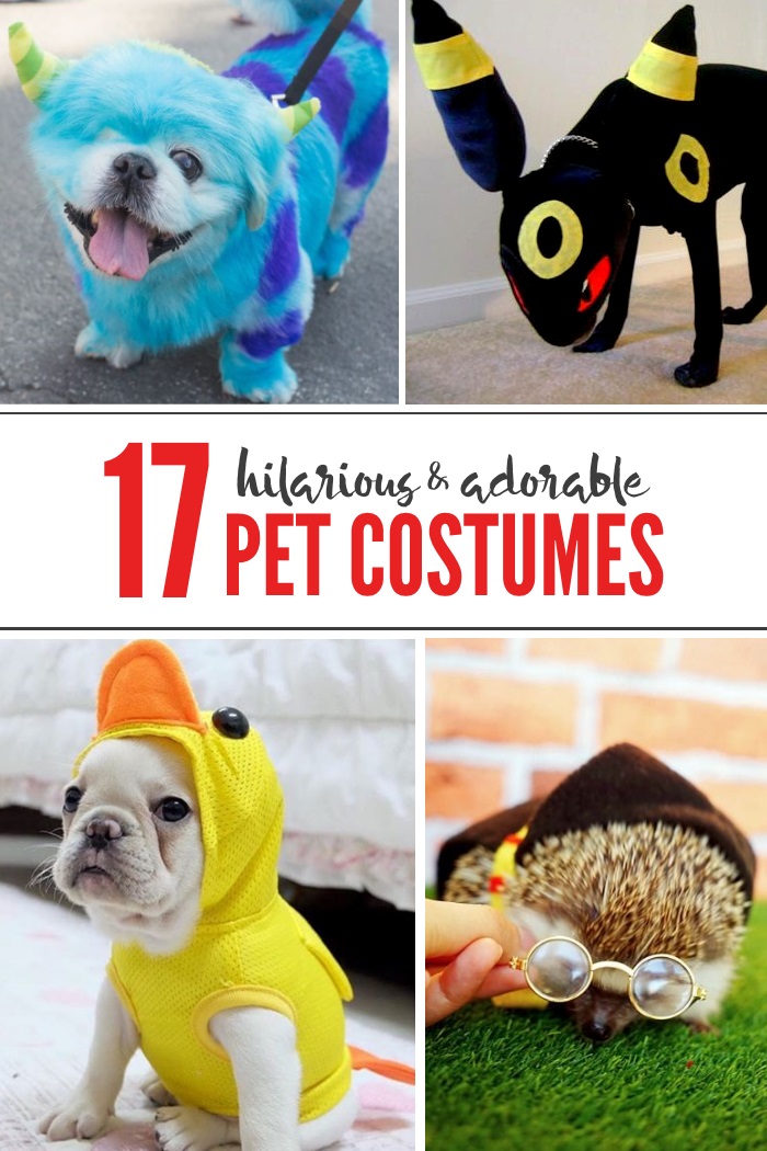 hilarious pet costumes