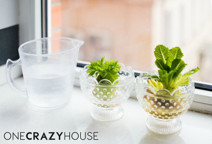 Easy Ways to Save Money - Regrow your veggies!