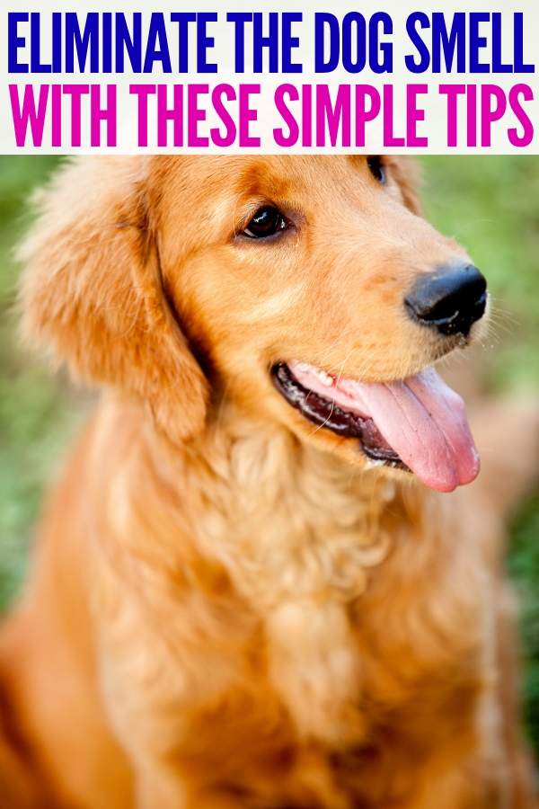 If you're looking for crazy simple tips for getting rid of the dog smell, you won't want to miss out on these DIY remedies! #gettingridofthedogsmell #onecrazyhoue #doglife #scents