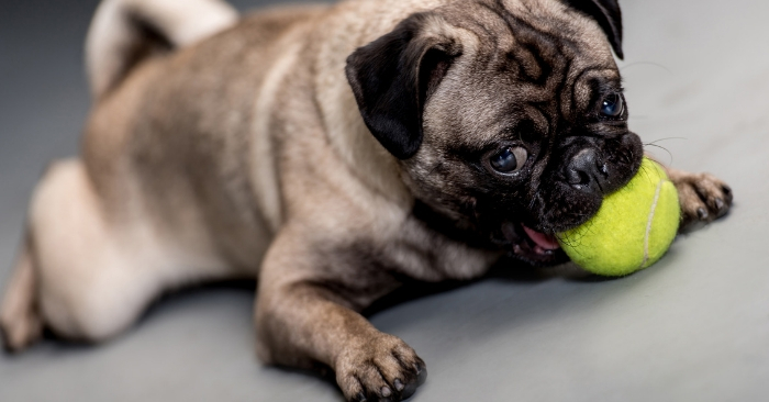 Crazy Simple Tips for Getting Rid of the Dog Smell in Your Home