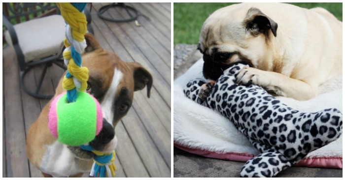 9 DIY Dog Enrichment Toys You Can Make at Home