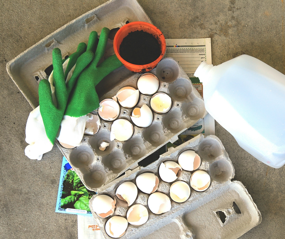 starting-seeds-in-egg-cartons