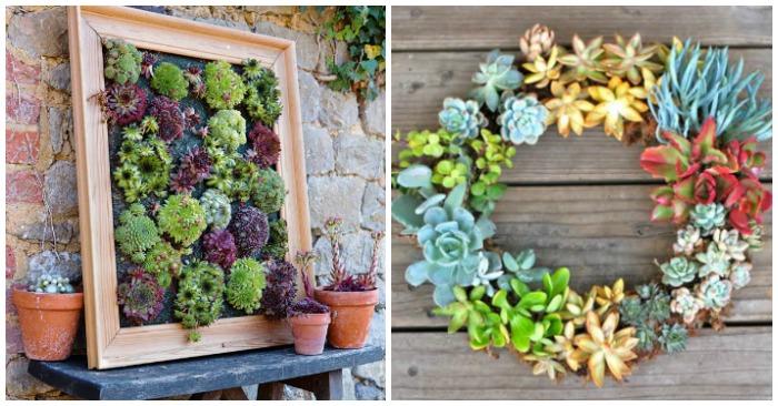 17 Insanely Clever Ways to Plant Succulents
