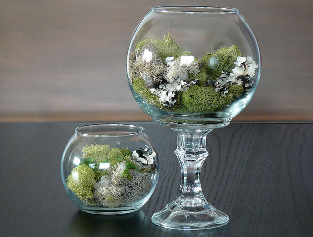 we-terrarium-look-alike