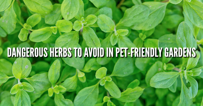 Dangerous Herbs for Pets
