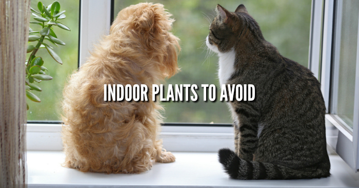 Dangerous Plants to Avoid Indoors with Pets