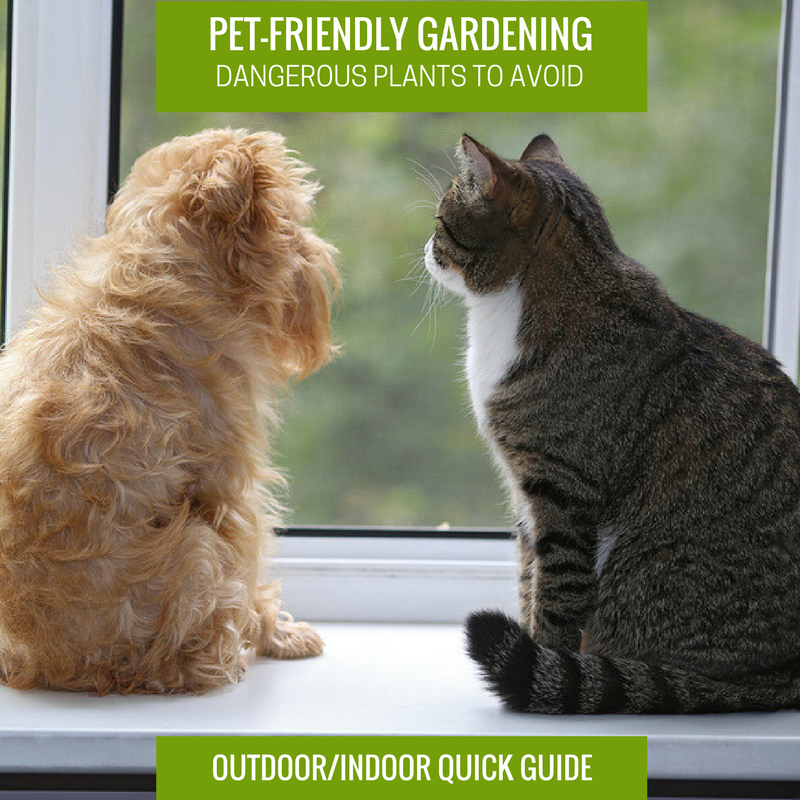 Pet-Friendly Gardening Dangerous Plant to Avoid