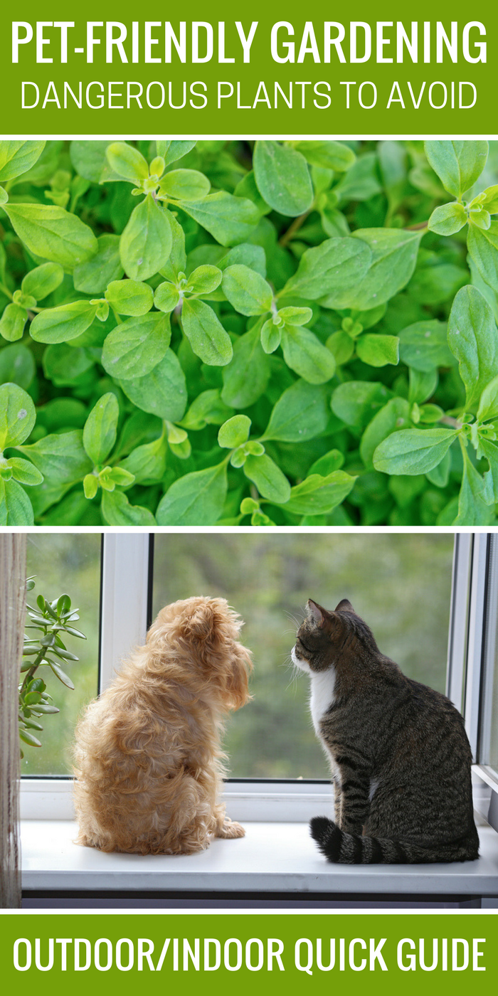 Pet-Friendly Gardening Dangerous Plants to Avoid