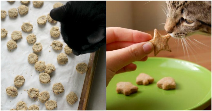 Homemade deals kitten treats