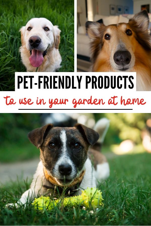 pet-friendly products