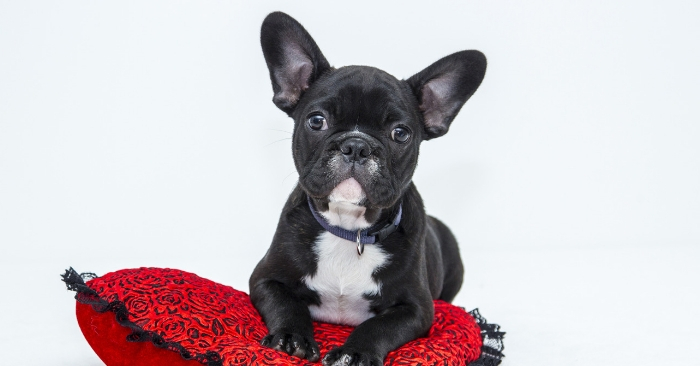 Pet-Friendly Gardening Products