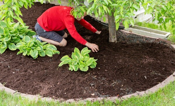 Mulch for weed prevention