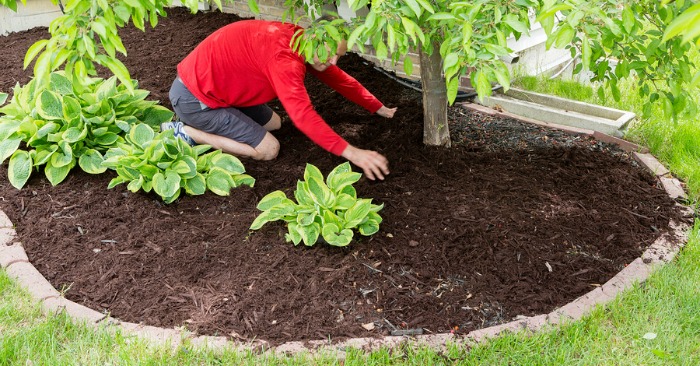 Mulch for weed prevention