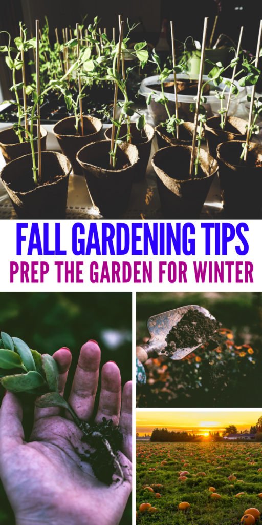 Fall Gardening Tips - How To Prepare for Winter