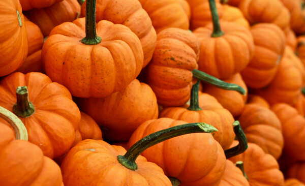 Irresistible Pumpkin Flavored Foods that You Can't Pass Up