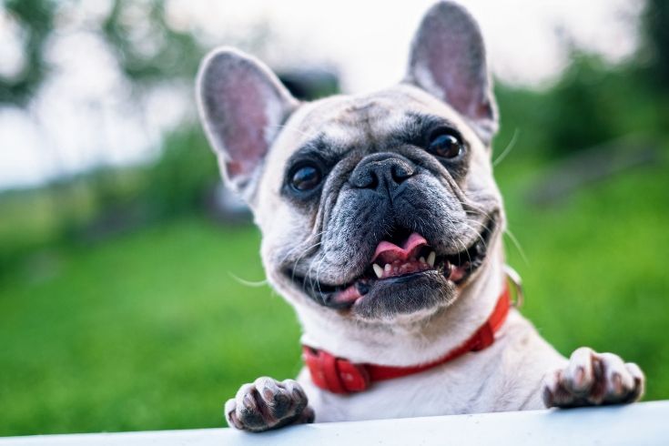 20 Made From Scratch Dog Treats Your Pup Will Love!