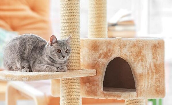 Great ideas of DIY cat trees