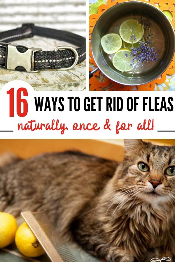 Home remedies for fleas 