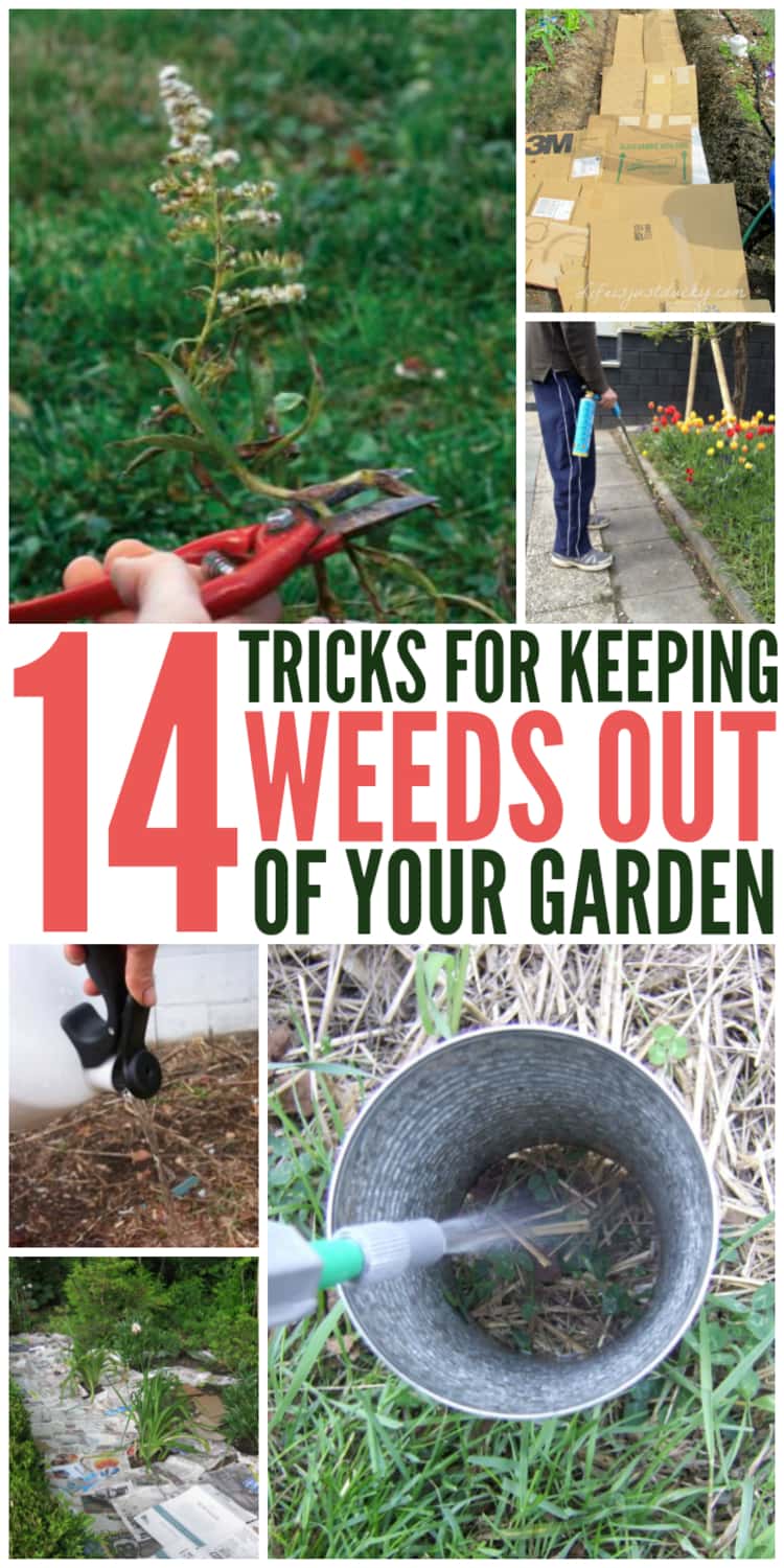 A 6-photo collage separated by the words 14 TRICKS FOR KEEPING WEEDS OUT OF YOUR GARDEN - person's hand pruning a diseased plant, trench covered with used carton sheets, person's hand holding kettle and pouring water in the soil, cobblestone path sprinkled with salt, and pesticide nozzle spaying into a DIY spray