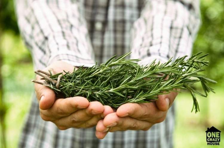 rosemary plants on the hands of a man