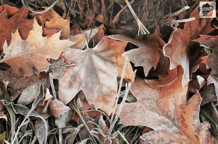 stack of dried leaves