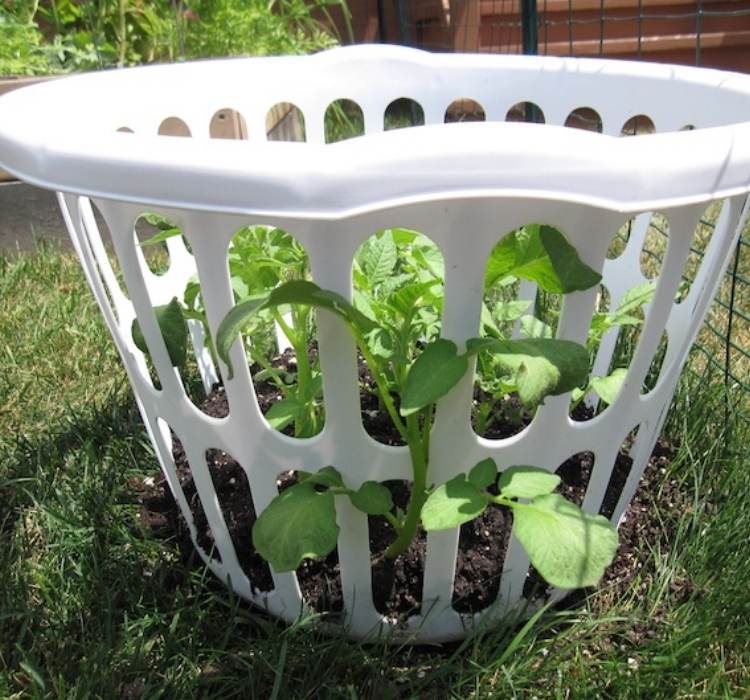 Picture of plants growing in a laundry basket