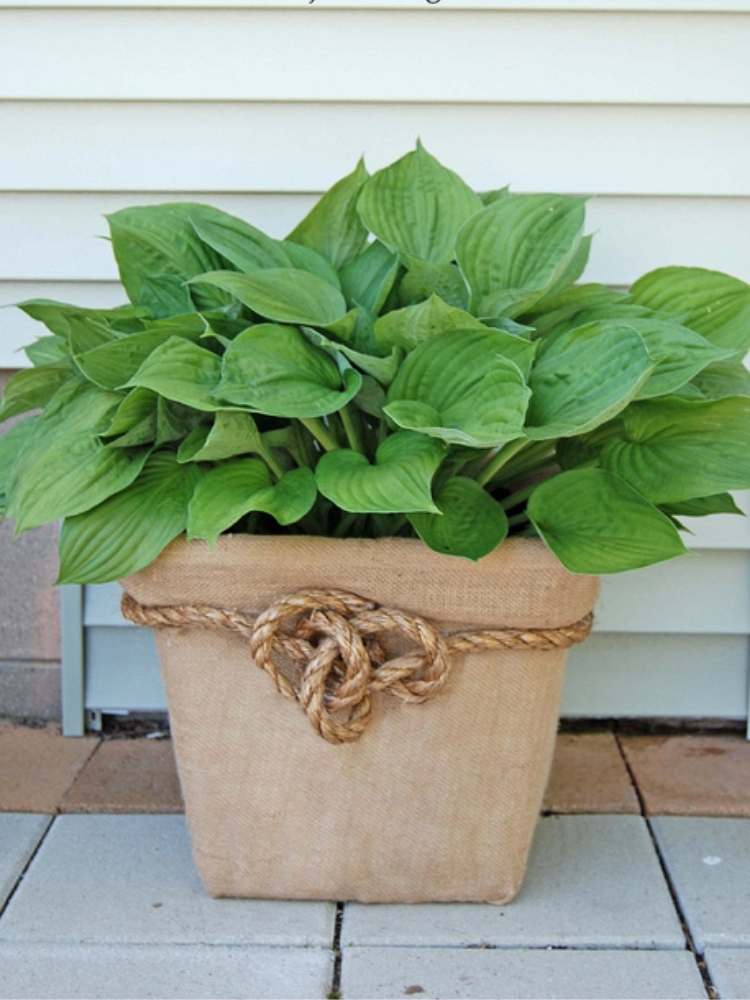 Picture of a laundry basket transformed into a planter