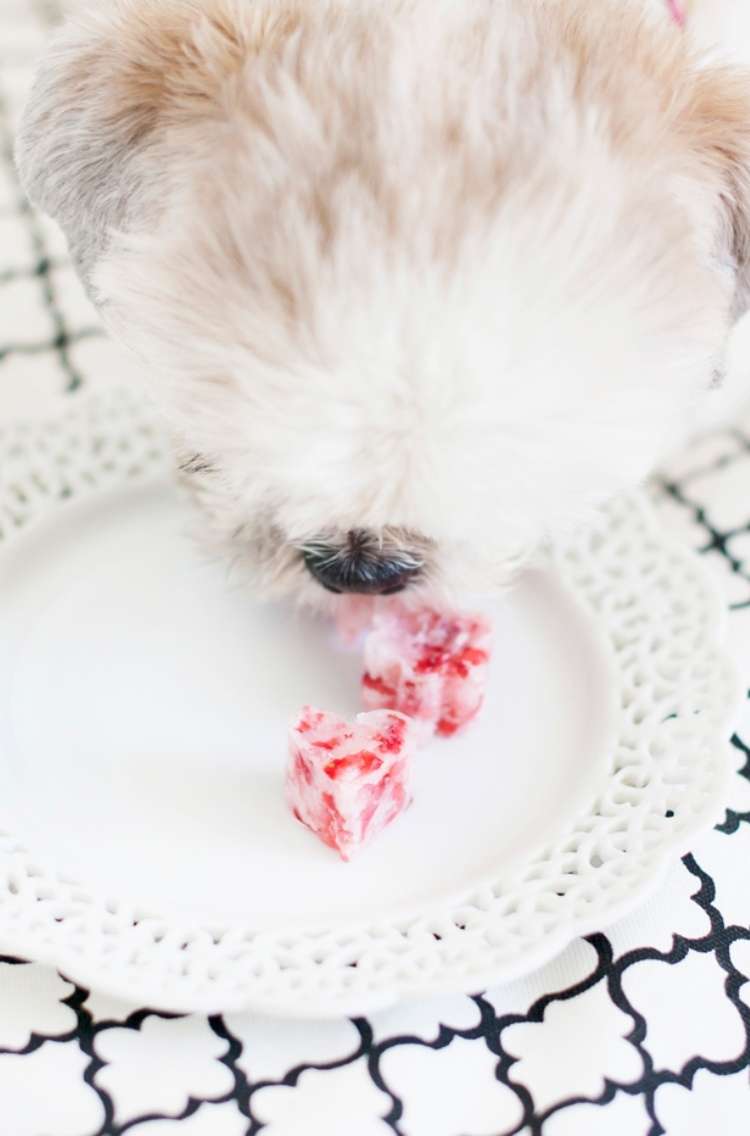 Dog licking strawberry and coconut oil frozen treats on a plate
