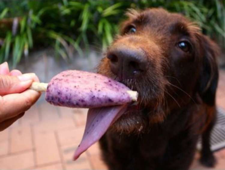 Dog licking a blueberry yogurt treat on a rawhide stick held by a hand.