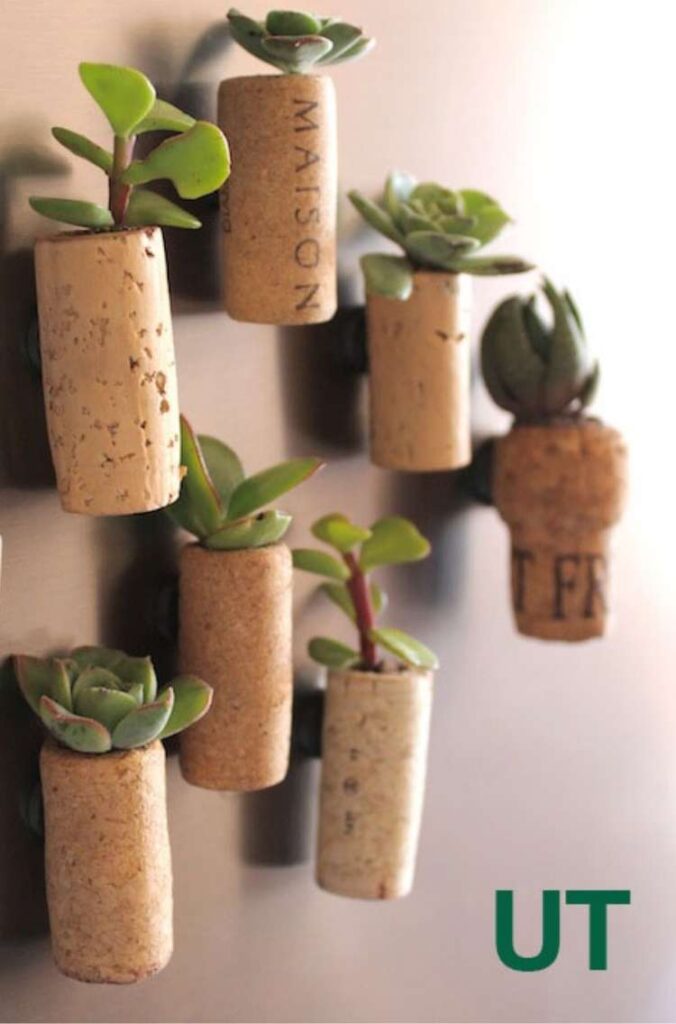 Succulents planted in wine corks with magnets attached to refrigerator.