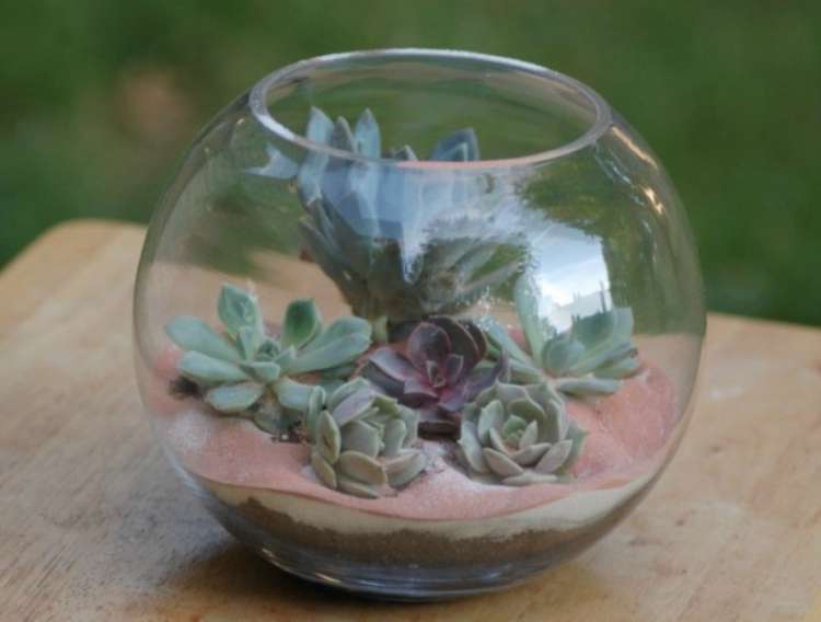 Succulents planted in a terrarium