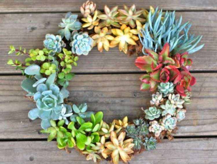 Succulents planted as a living wreath