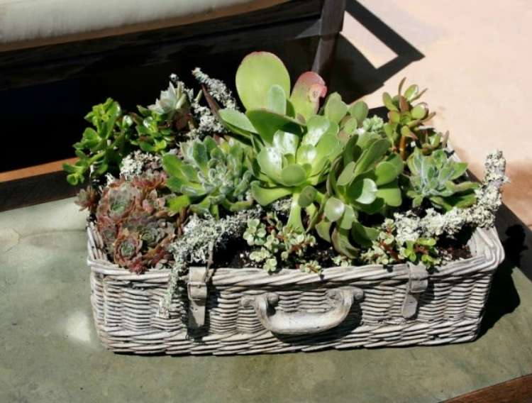 Succulents planted in a basket weaved into shape of a vintage suitase