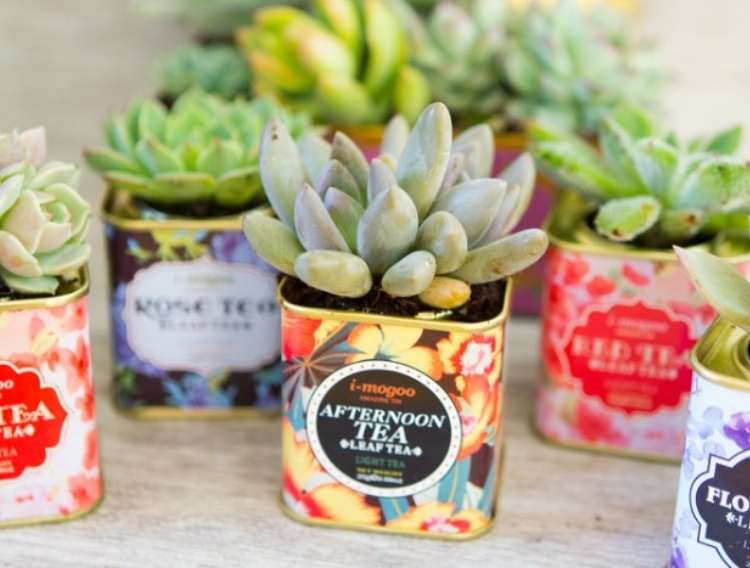 Succulents planted in vintage metal tea tins