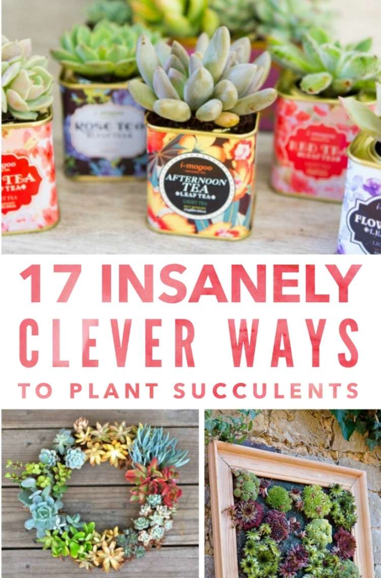 Collage of succulents planted in creative ways with title in the middle. Succulents planted in vintage tins, succulents planted as a wreath, succulents planted inside of a wooden picture frame