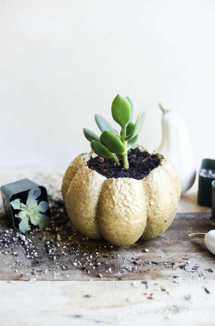 Succulent planted inside of a mini pumpkin with a succulent overturned nearby and dirt scattered on the table.