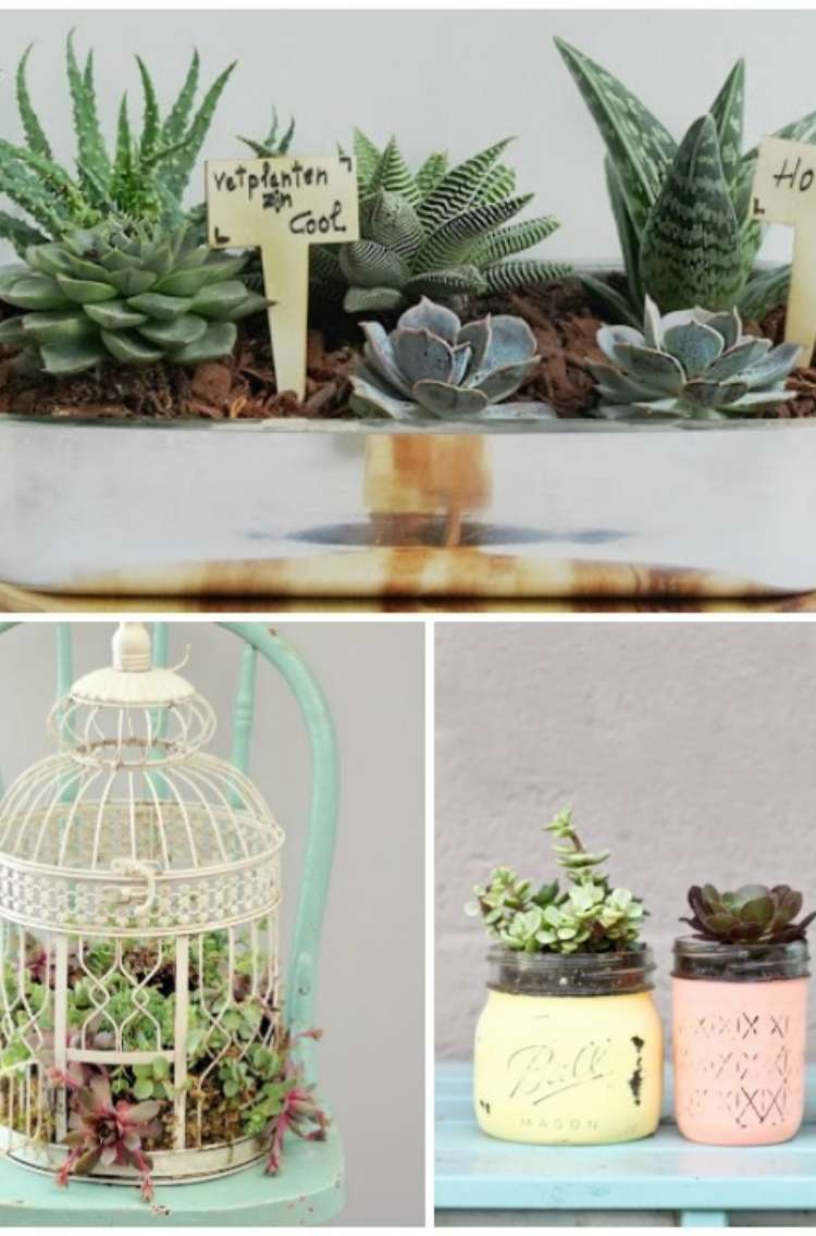 collage of creative ways to plant succulents. Succulents planted in baking dish, succulents planted in a bird house sitting on a wooden chair, succulents planted in mason jars