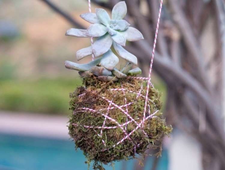 Succulent planted and hung from a tree with string