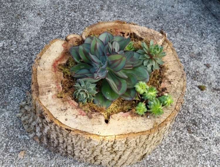 Succulents planted inside rotted tree