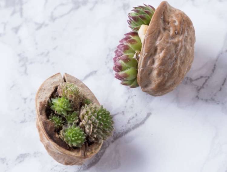 Succulents planted inside empty walnut halfs