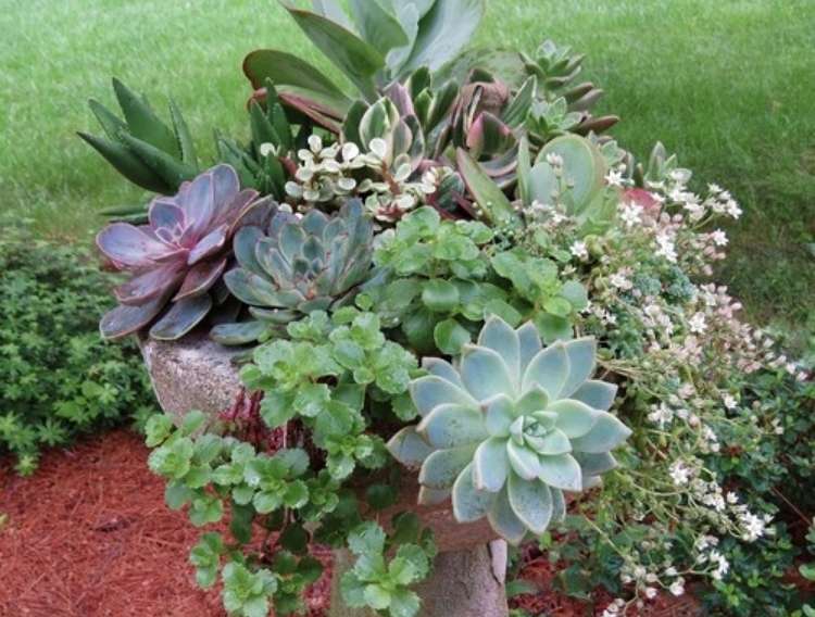 Succulents planted in an unused birdbath with mulch on the ground and grass in the background