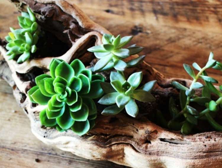 Succulents planted in holes of driftwood